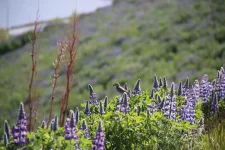 IMG_1286.webp